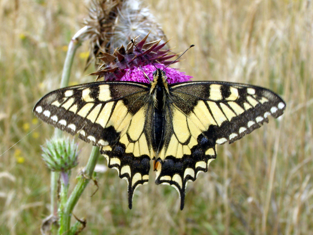 Le machaon