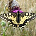 Le machaon