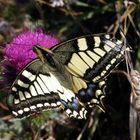 Le machaon