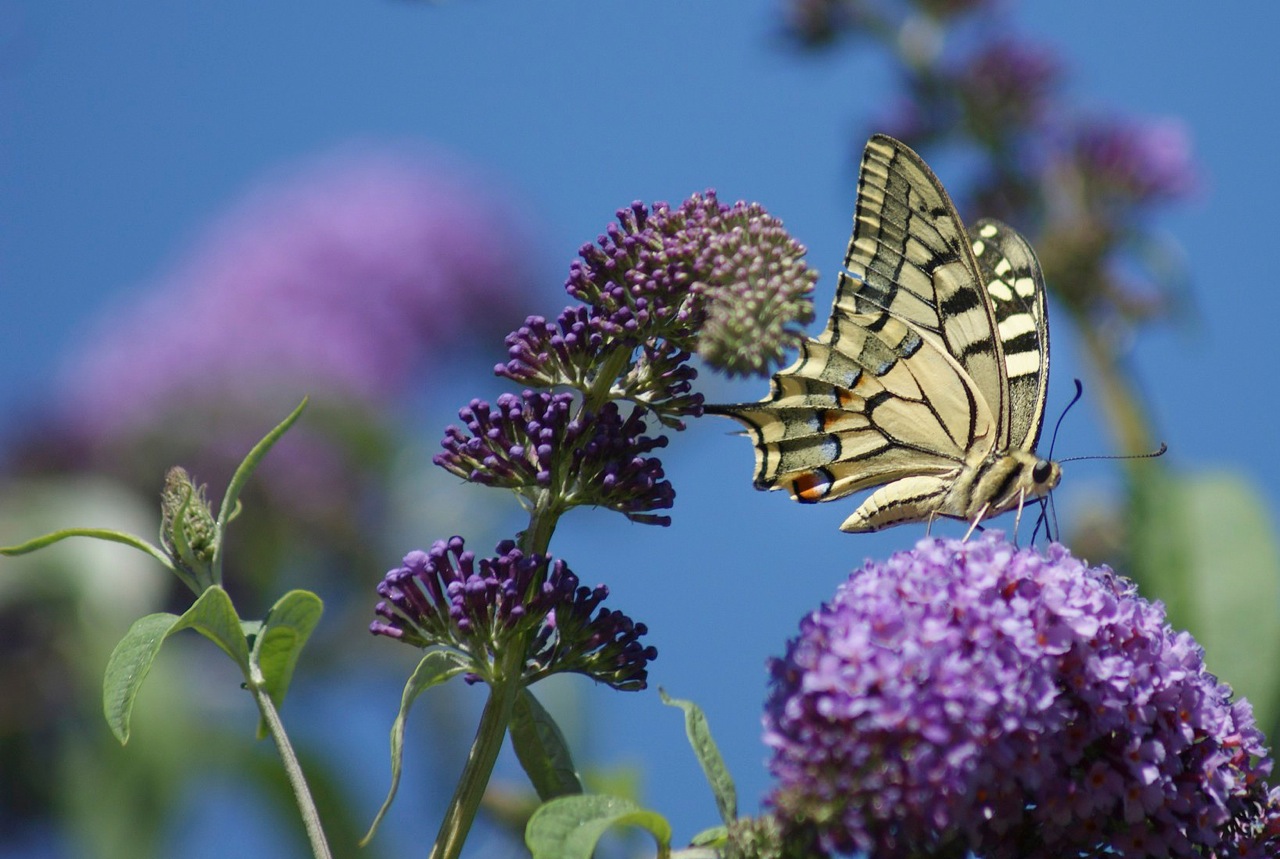 Le machaon ou grand porte queue