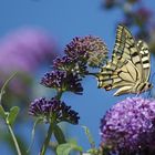 Le machaon ou grand porte queue