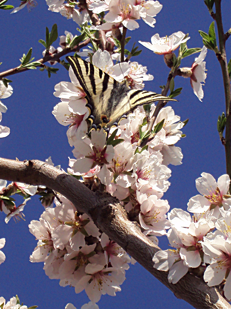 Le Machaon ou Grand porte-queue (