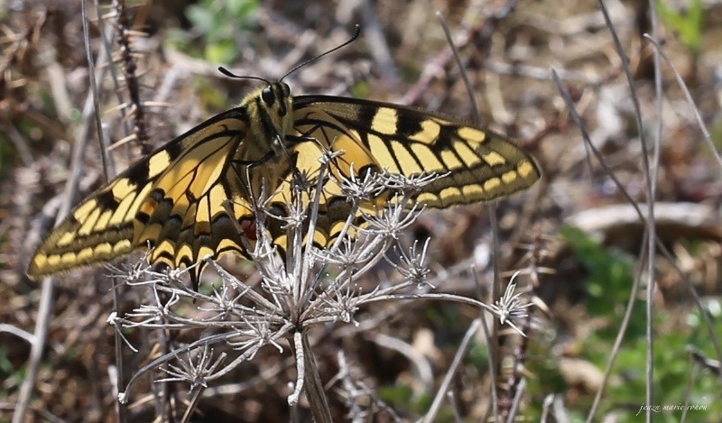 le Machaon (Papilio machaon)