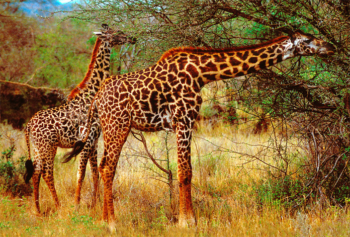 le maestose giraffe