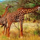le maestose giraffe
