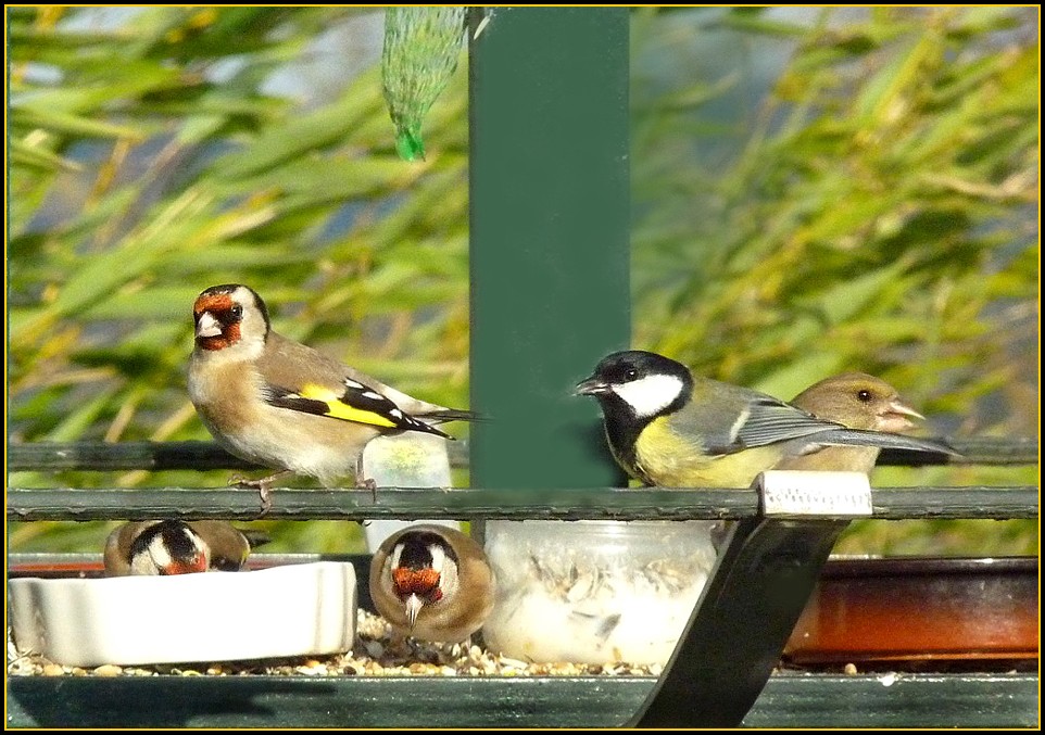 LE MAGDO DES OISEAUX