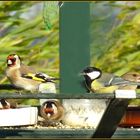 LE MAGDO DES OISEAUX