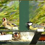 LE MAGDO DES OISEAUX