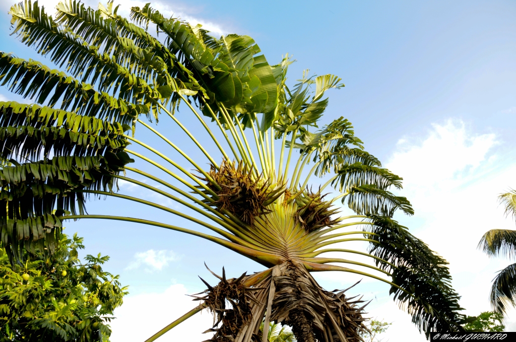 Le magnifique ramage de l''arbre du voyageur