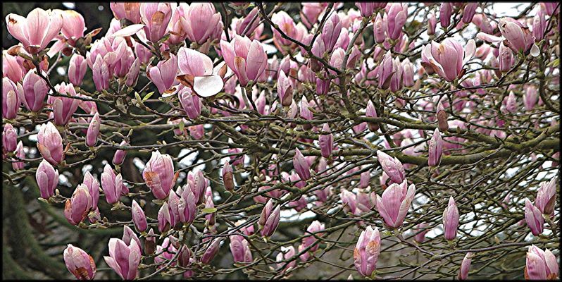 LE MAGNIOLA DE BREBIERE N°2 - PHOTO DE BASE