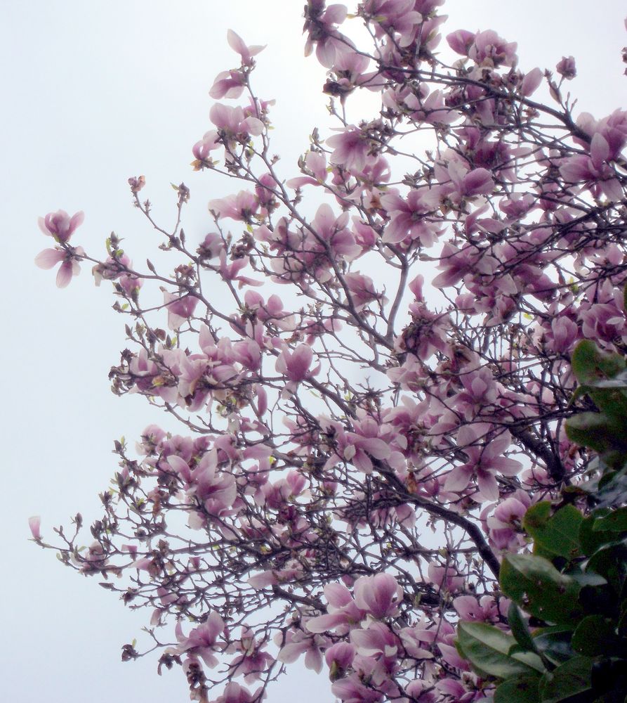 le magnolia .....