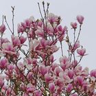 Le magnolia