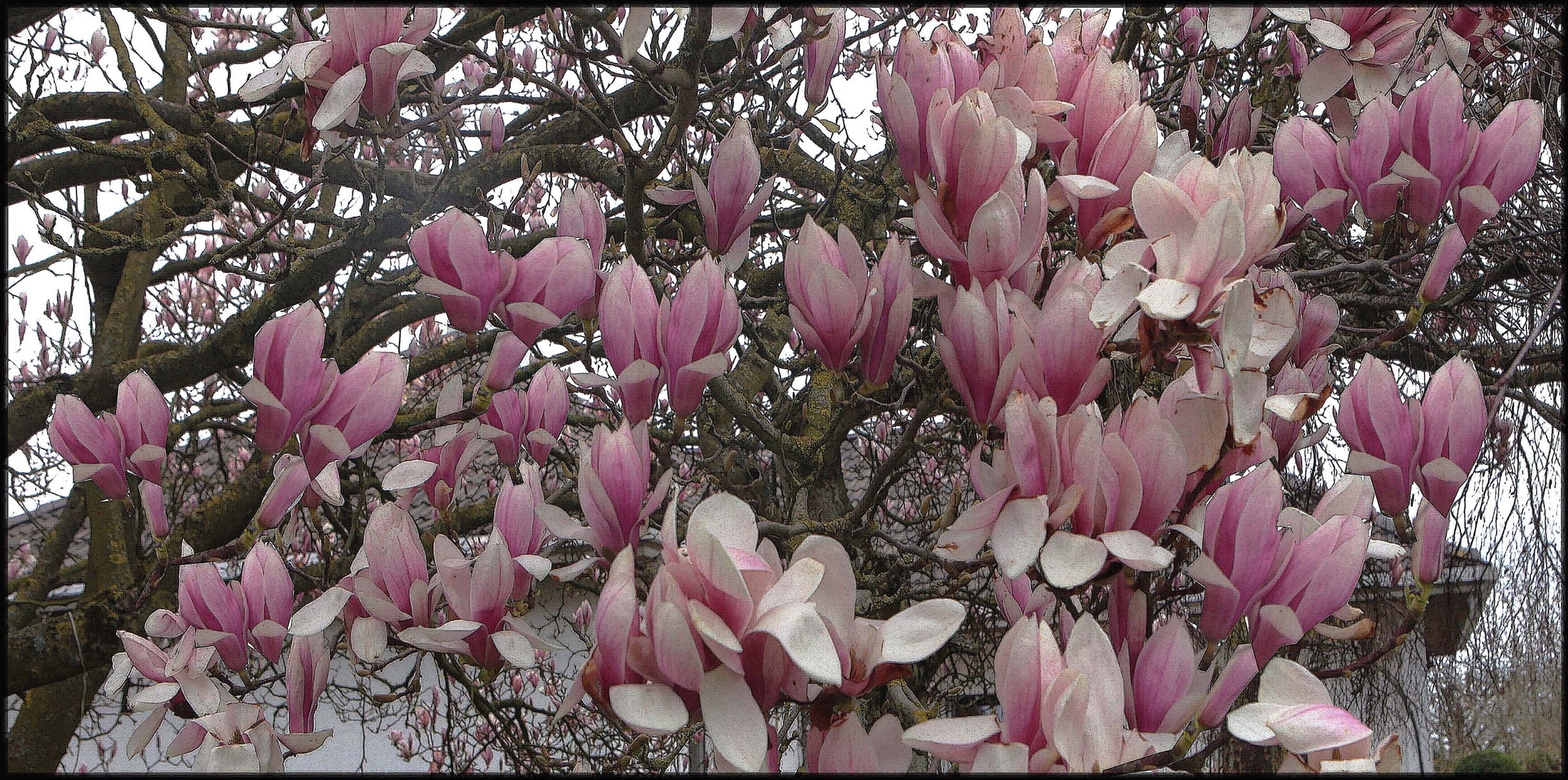 LE MAGNOLIA DE BREBIERES N°4 50-100 OU 60-120 PHOTO DE BASE