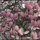 LE MAGNOLIA DE BREBIERES N°4 50-100 OU 60-120 PHOTO DE BASE