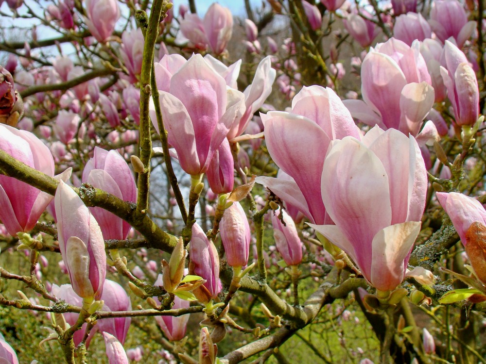 le magnolia