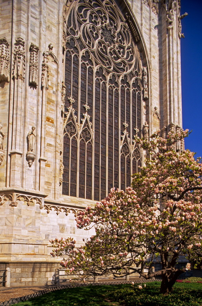 Le magnolie del Duomo di Milano - magnolia rosa