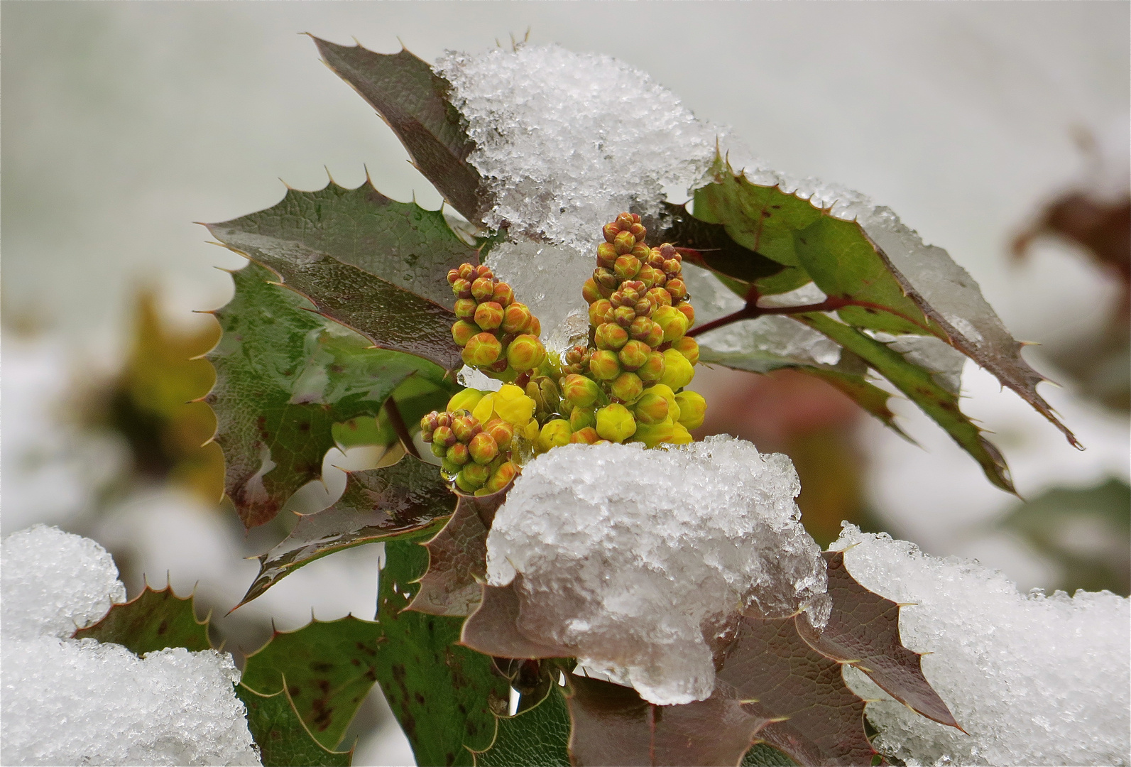 ... le mahonia ...