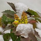 ... le mahonia ...