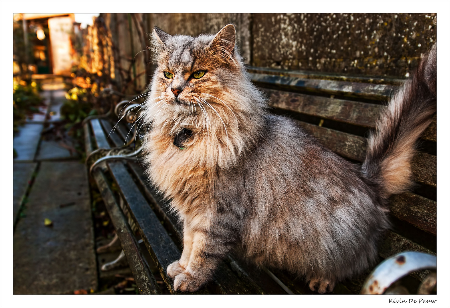 Le majestueux chat !