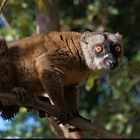 Le maki de mayotte