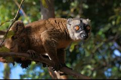 Le maki de mayotte