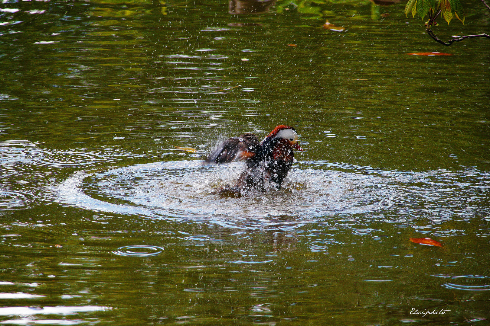 Le mandarin prend son bain 