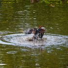 Le mandarin prend son bain 