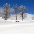 le manteau blanc