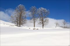 le manteau blanc