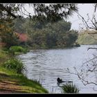 " Le marais de Mousterlin "