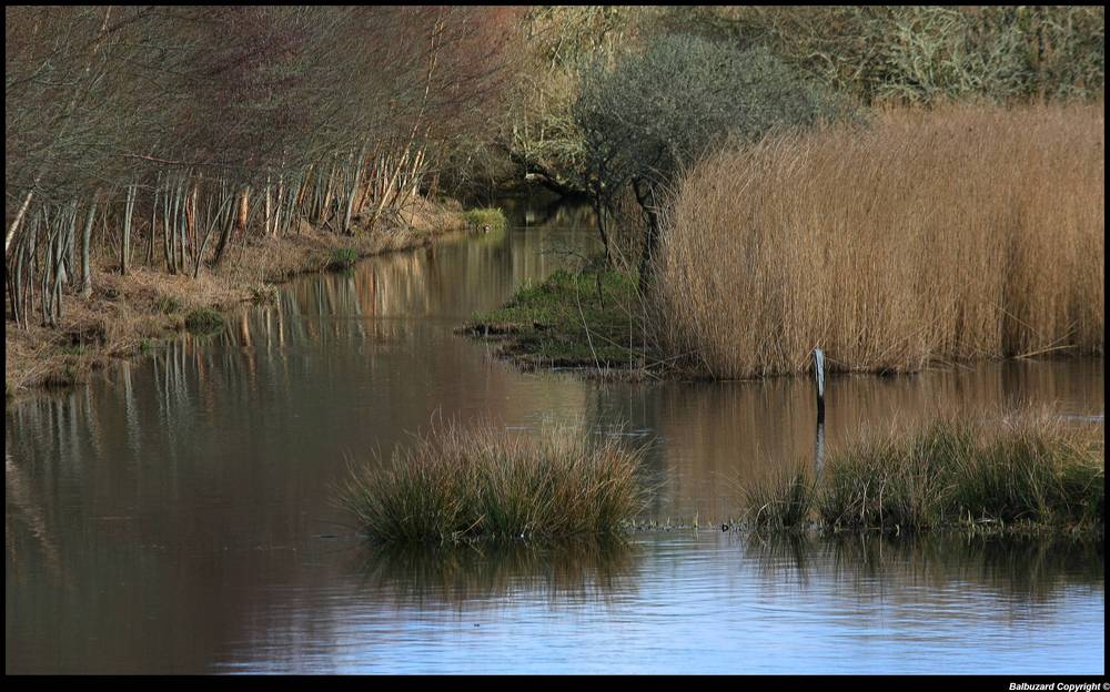 " Le marais de Mousterlin fin février "