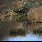 " Le marais de Mousterlin fin février "