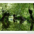 Le marais poitevin