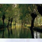 LE MARAIS POITEVIN VERDOYANT