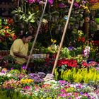 Le marché aux fleurs.