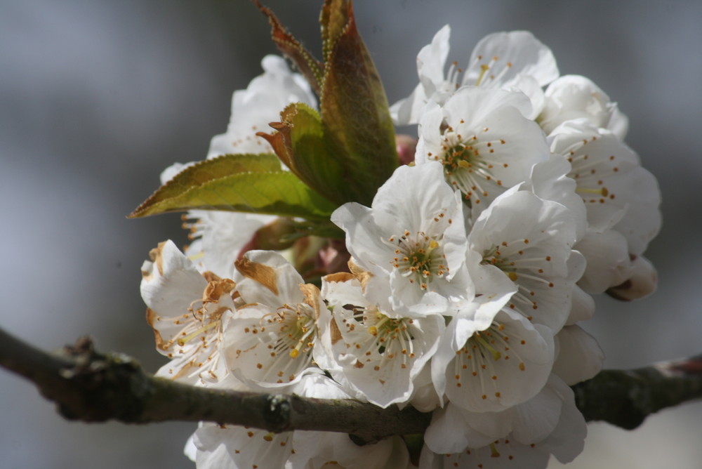 le mariage des cerises