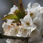 le mariage des cerises