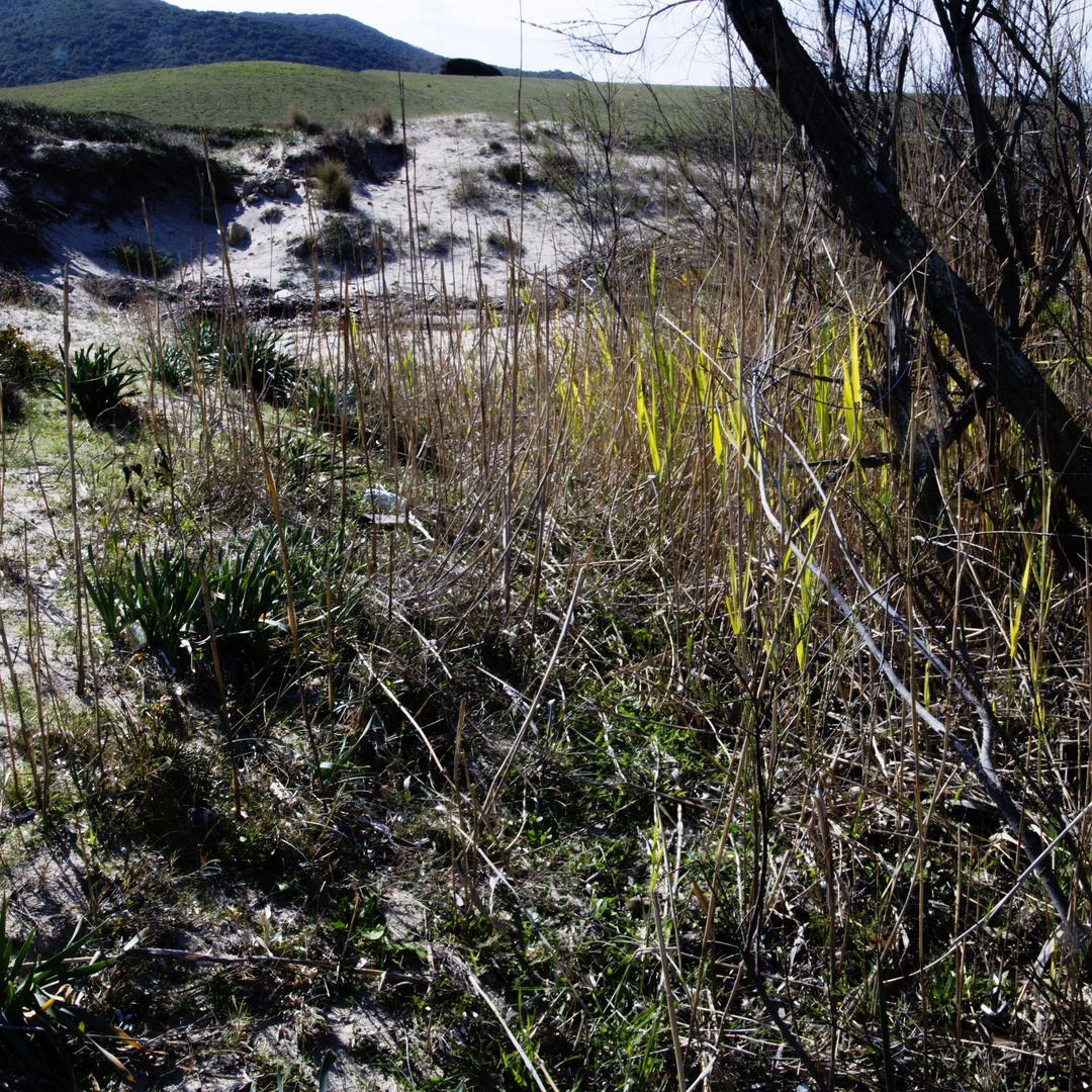 le marigot sous la dune