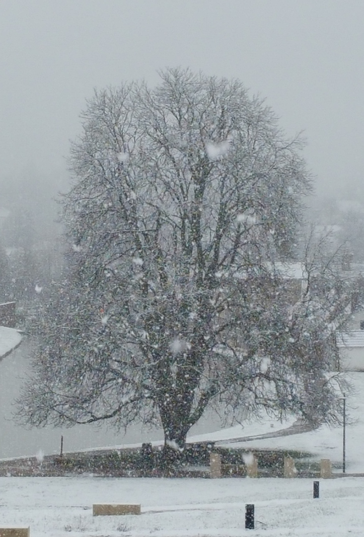 Le marronnier sous la neige