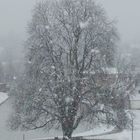 Le marronnier sous la neige