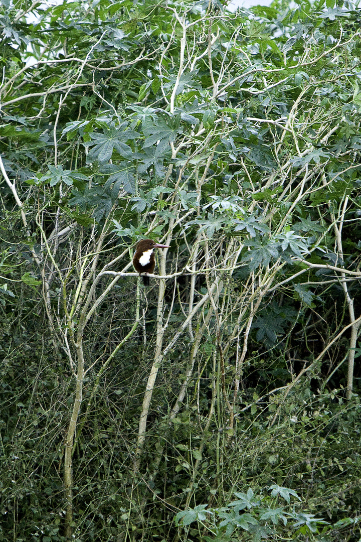 LE MARTIN CHASSEUR DE SMYRNE