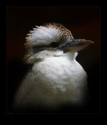 Le Martin-chasseur géant