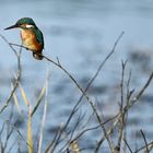 le martin pêcheur !