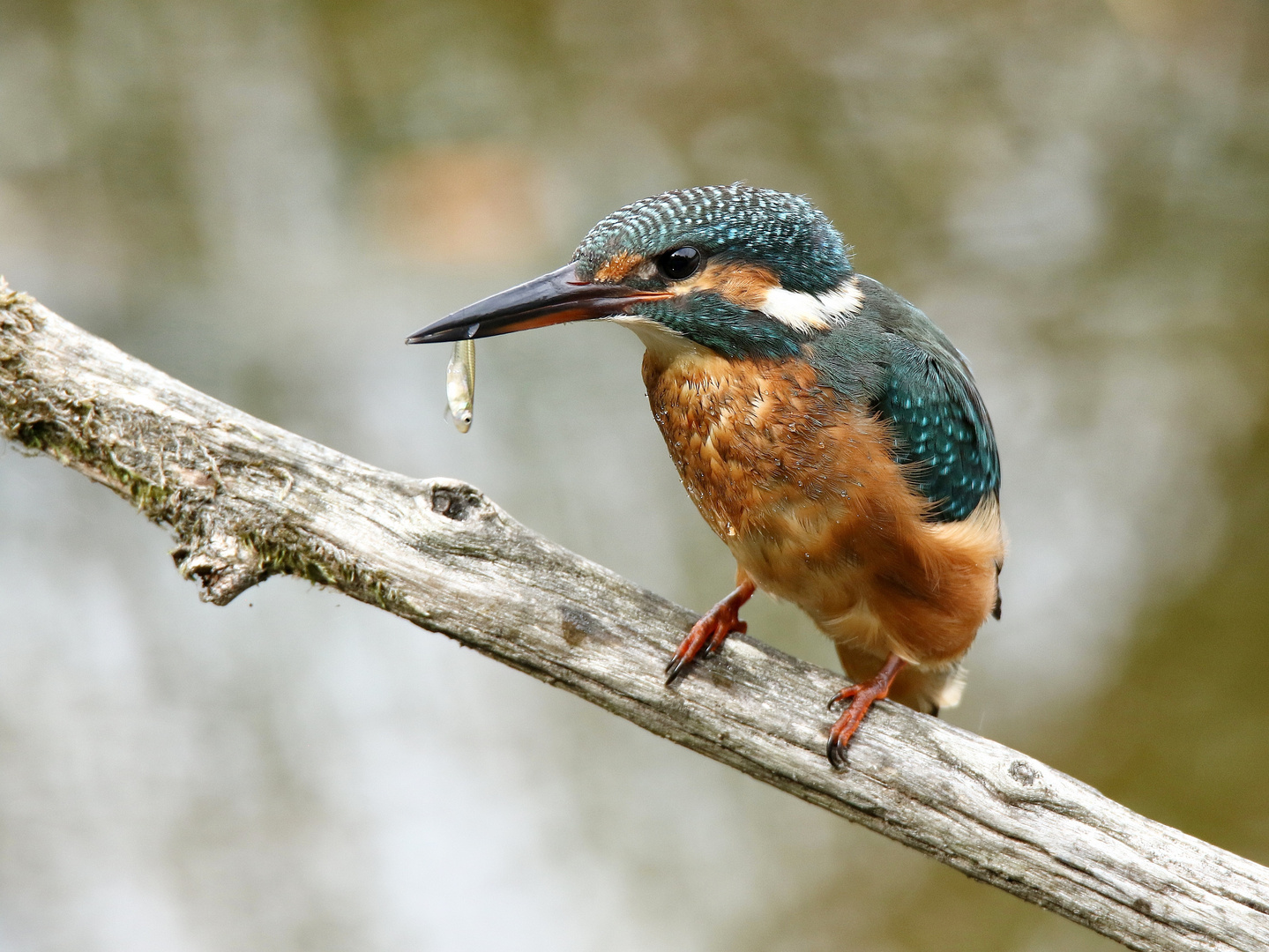 le martin pêcheur !