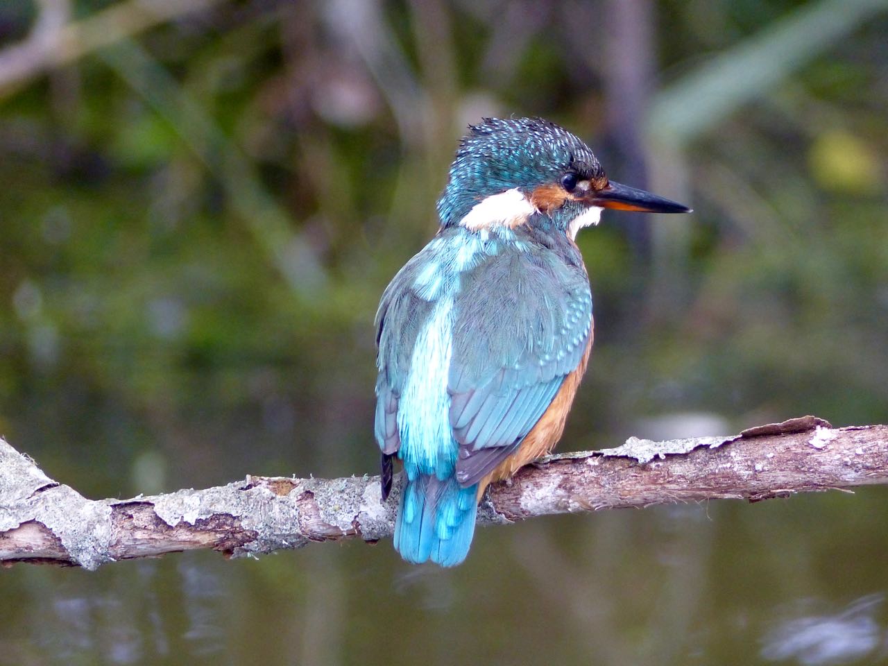 Le martin pêcheur du vendredi