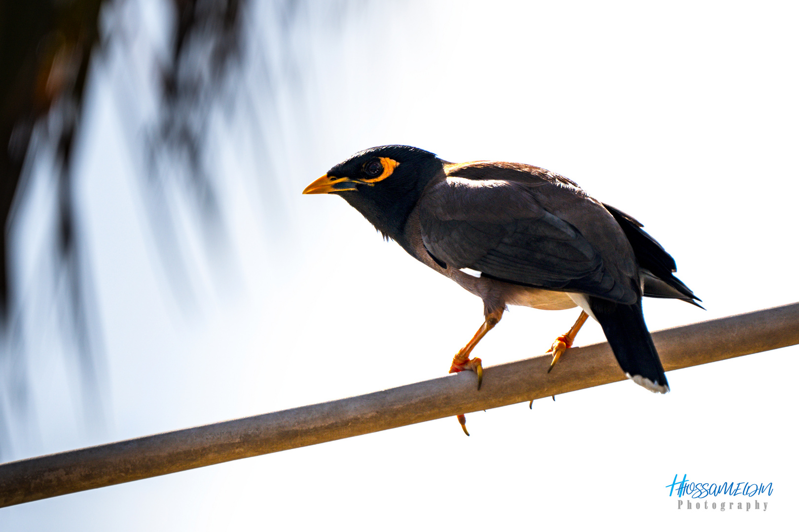 Le Martin triste (Common Myna)