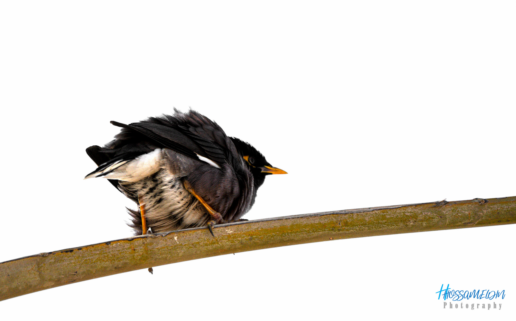 Le Martin triste (Common Myna)