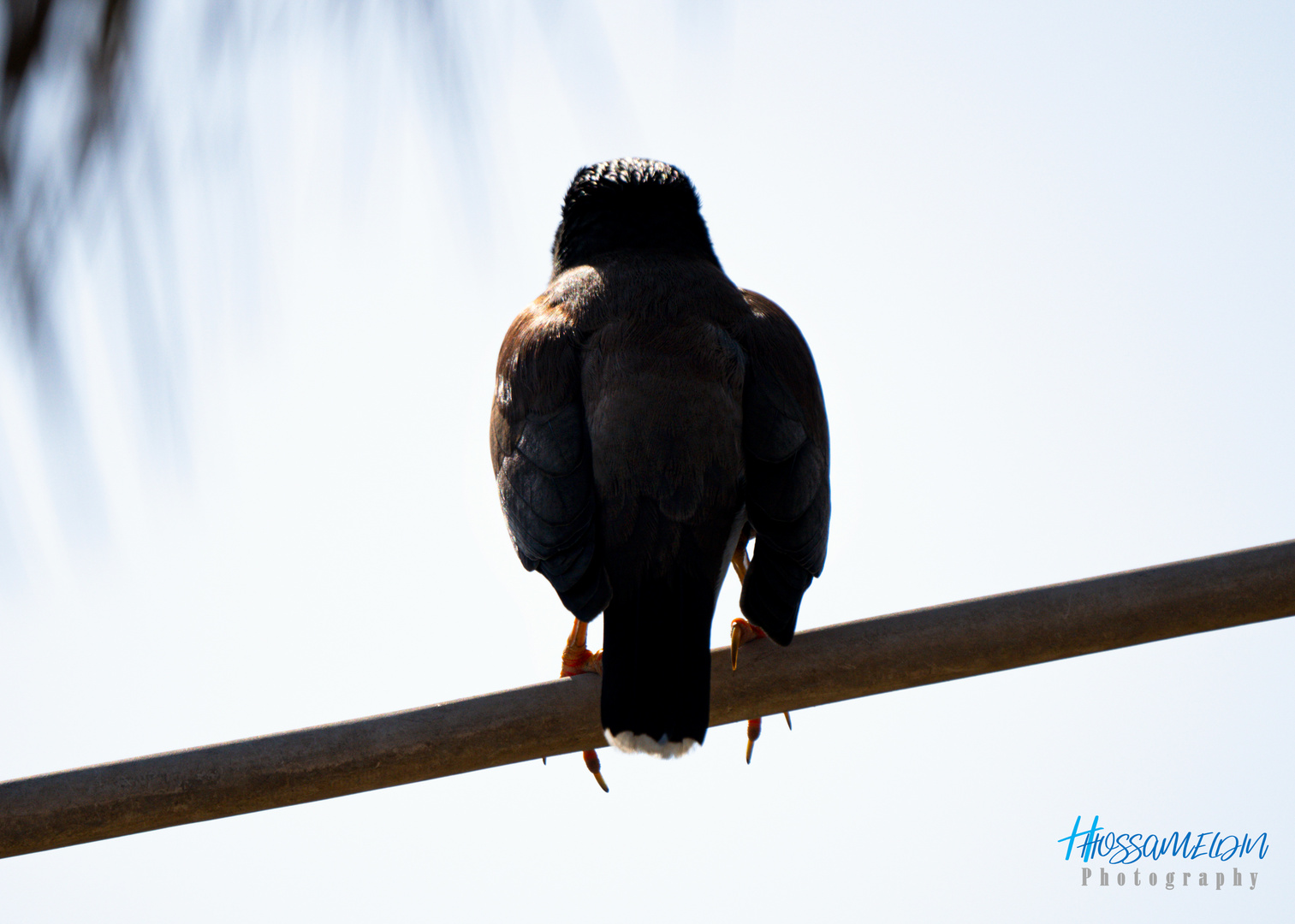 Le Martin triste (Common Myna)