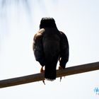 Le Martin triste (Common Myna)