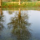 le matin au bord de l'eau